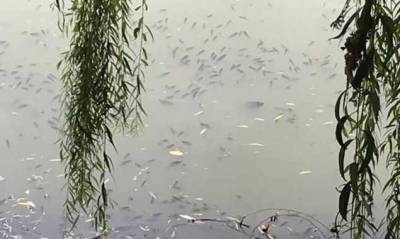 В Киеве на прудах массово гибнут рыбы: экологи обнаружили яд