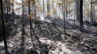 В Карелии локализовали половину лесных пожаров