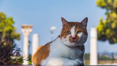 Античные хвосты: кот Мостик встретился с коллегами из Херсонеса
