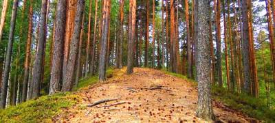 Почему в России нельзя приватизировать леса, как в Финляндии