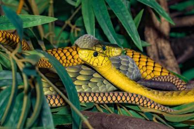 В Индии человек провел 72 часа в ловушке с ядовитыми змеями и мира