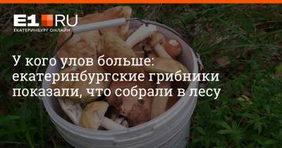 У кого улов больше: екатеринбургские грибники показали, что собрали в лесу - e1.ru - Екатеринбург