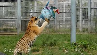 История из Гродненского зоопарка. Как Тайга "курицу" побеждала (+видео)