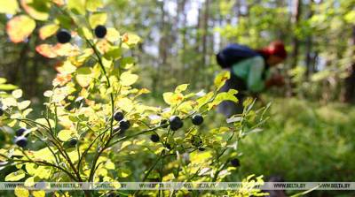РЕПОРТАЖ: Запретный плод несладок: сезон черники в период ограничений на посещение лесов