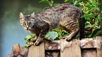 Почему кошка катается на спине и ещё 2 кошачьих поступка, которых не понимают хозяева - skuke.net