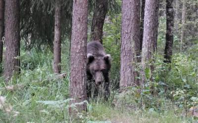 В Эстонии набирает популярность наблюдение за медведями