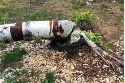 Новгородские активисты обеспокоены вырубкой деревьев под строительство магазина на улице Корсунова