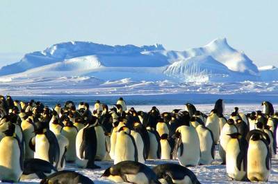 Япония выдвинула территориальные претензии России в Антарктиде