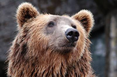Ежегодно в Ленобласти отстреливают около 350 медведей