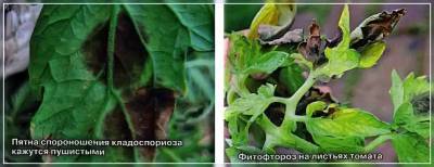 Пятна на томатах – кладоспориоз и фитофтороз: как отличить и вылечить
