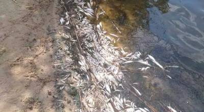 В пруду одного из сел на Луганщине зафиксирован мор рыбы