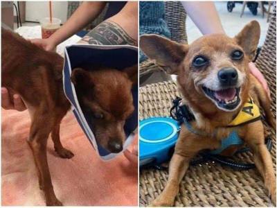 20+ трогательных фото собак до и после спасения