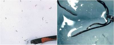 В США из ледников в горах выползли миллиарды безглазых червей