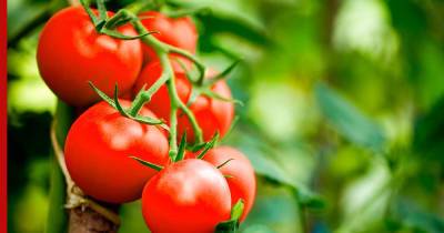 Как правильно выбирать помидоры: советы шеф-повара
