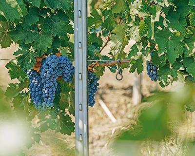 Шпалерная опора для виноградников: что выбрать?