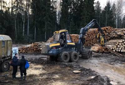 Обвиняемые в незаконной вырубке леса в Киришском районе предстанут перед судом