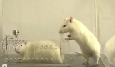 Израильские ученые выяснили — крысы, как и люди, стараются помогать знакомым Jul. 24th, 2021 at 8:00 PM