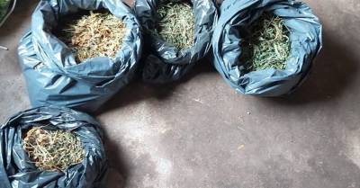 ФОТО. Во время обысков полиция нашла более 1,5 кг марихуаны
