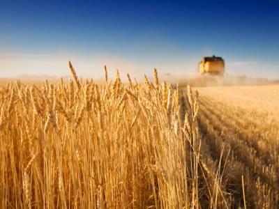 В Сумской области горело пшеничное поле площадью 90 га