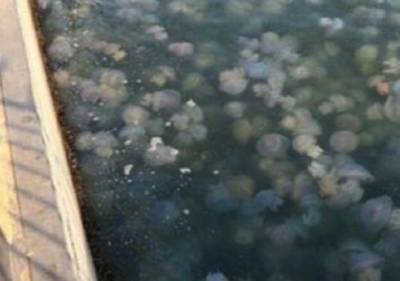 «Это очень плохо»: в Днепре были замечены первые медузы. ФОТО