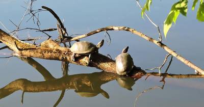 В парке на юго-востоке Москвы обнаружили болотных черепах