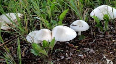 Биологи нашли в Чувашии грибы, которые ранее не росли в наших лесах