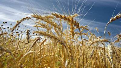 Почти 5 гектаров пшеницы сгорело в Николаевской области