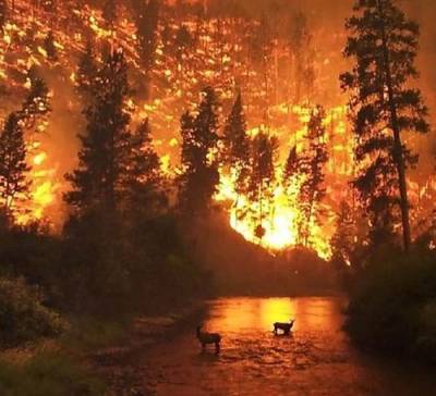 Площадь лесных пожаров в Карелии возросла до 11 тысяч га