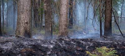 Лесной пожар на границе Карелии и Финляндии ликвидировали