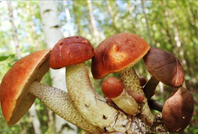 «Мечтаем и ждем»: жители Ленобласти не оставляют надежд на появление грибов в этом году