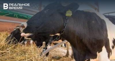 В Татарстане выручка животноводов достигла 42 млрд рублей