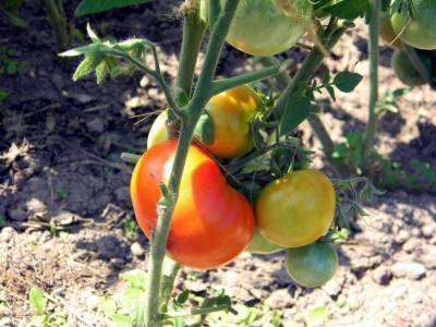 Что нужно сделать, чтобы помидоры быстрее краснели на кустах