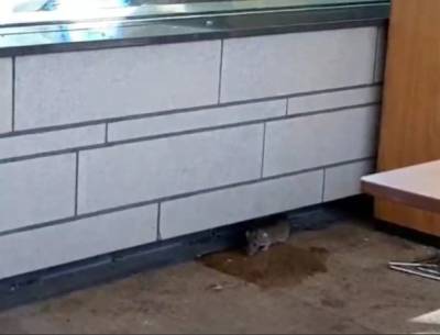 Возле Mcdonald’s в Рязани заметили крысу