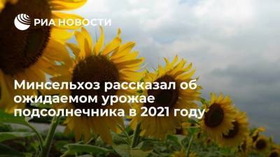 Минсельхоз: урожая подсолнечника в 2021 году хватит для сохранения цен на масло