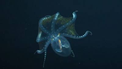 Редкий глубоководный осьминог попал на видео ученых из США