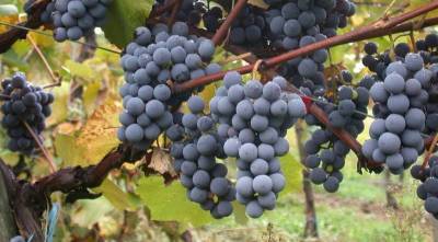 Коэффициент плодоношения винограда