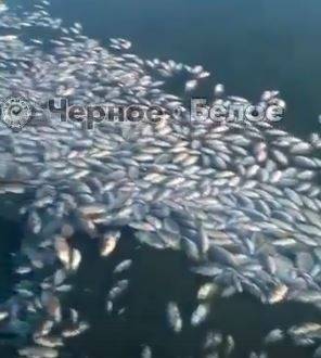На юге Челябинской области — массовый замор рыбы в озерах. Экологи проведут проверку