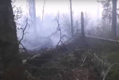 Лес у деревни Большие Горы мог загореться из-за брошенного окурка