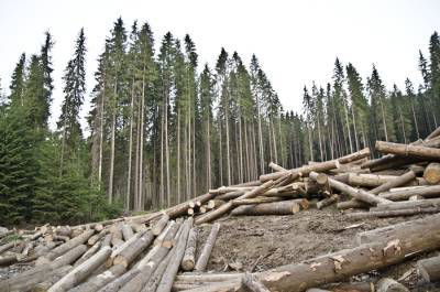 В Ивано-Франковской области мастера леса допустили незаконную рубку
