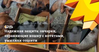 Надежная защита: овчарки, охраняющие кошку с котятами, умилили соцсети