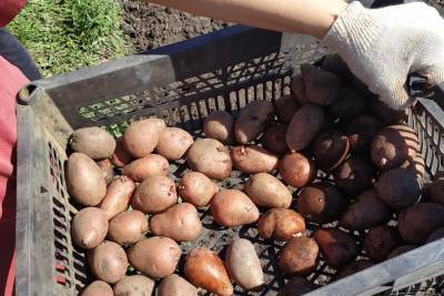Употребление картофеля может увеличить риск трех серьезных заболеваний