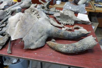 В Астраханской области нашли скелет древнего бизона
