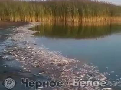 В Челябинской области проверят озеро, в котором массово гибнет рыба