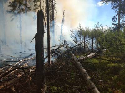 Лес у деревни Большие Горы в Карелии мог загореться из-за выброшенного окурка