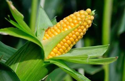 Себестоимость выращивания 1 га сладкой кукурузы составляет 60 тыс. грн