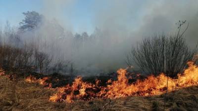 В Якутии рассказали о ситуации с лесными пожарами