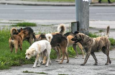 Бывают агрессивны. Жители микрорайона Смоленска снова жалуются на свору собак
