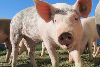 Афрмканская чума свиней выявлена на ферме исправительной колонии в Лысковском районе