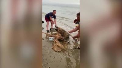 На Сахалине отдыхающие спасли сивуча из рыбацкой сети