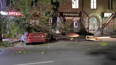 В Челябинске дерево чуть не раздавило припаркованную машину